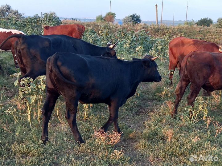 Бычки и коровы
