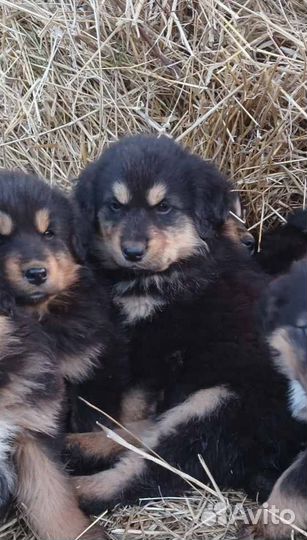 Банхар Монгольская овчарка