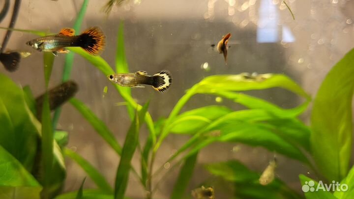 Аквариумные рыбки гуппи