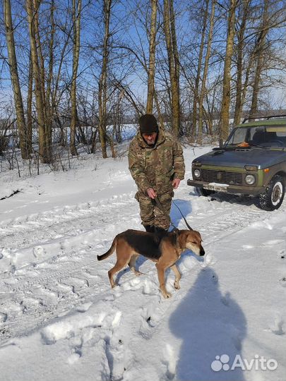 Русская гончая рабочая