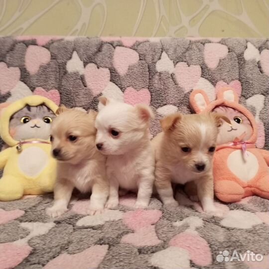 Щеночки чихуа мальчики