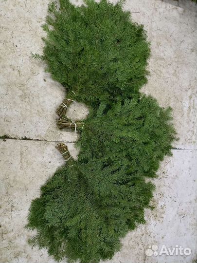 Пихтовые веники, Лапник-Пихта