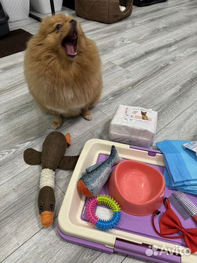 Лоток для собак под пеленку