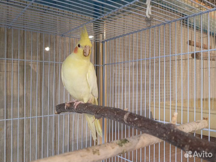 Попугай корелла девочка