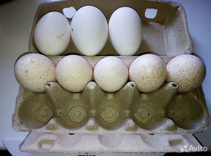 Инкубационное яйцо