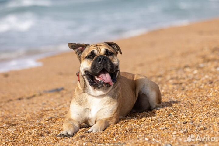 Щенки Ка де бо (Майорский мастиф)