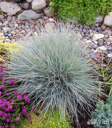 Овсяница голубая синичка