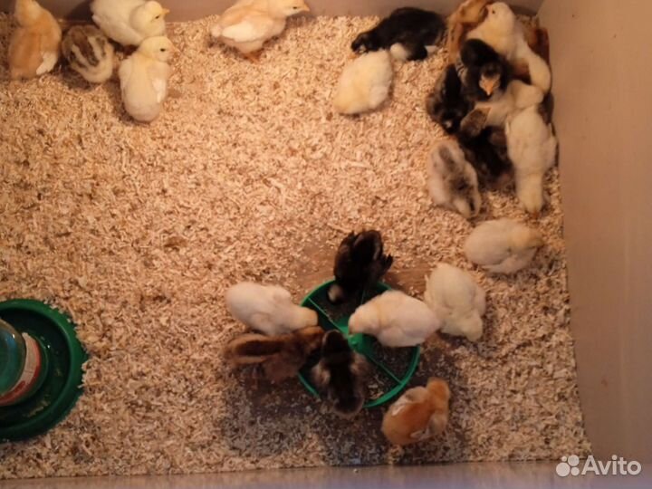 Цыплята Брама, Виандоты чёрное серебро, Ленггорн