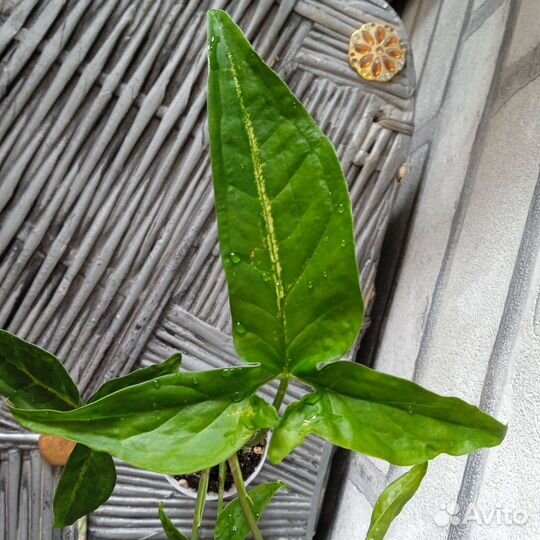 Сингониум ушковатый