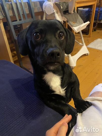 Собака в добрые руки маленькая порода