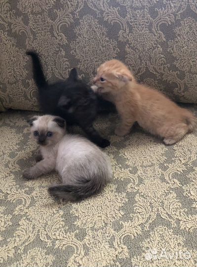 Отдам котят в добрые руки