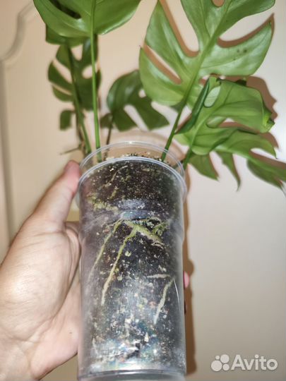 Рафидофора, tetrasperma, мини монстера