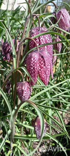 Рябчики белый и шахматный