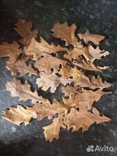 Листья дуба