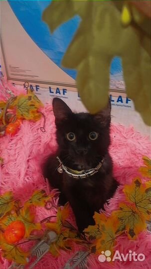 Отдам котенка в добрые руки