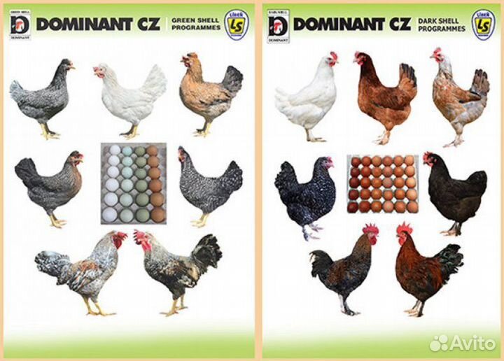 Цыплята Доминант с цветным яйцом