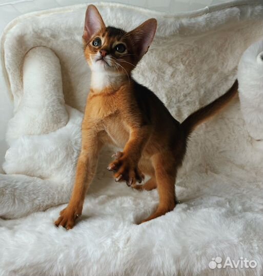 Абиссинские котята