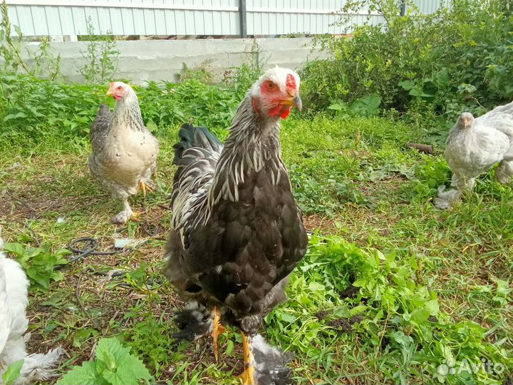 Продам молодняк кур Изабелла и брама темная.петухи