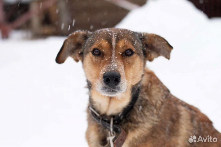 Собака Цирцея ищет дом