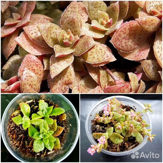 Суккуленты. Крассулы