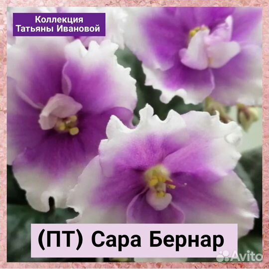 Сортовые фиалки почтой России, черенки, детки