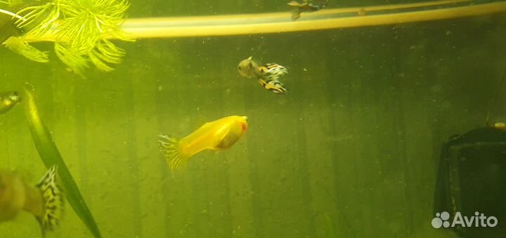 Аквариумные рыбки (гуппи)