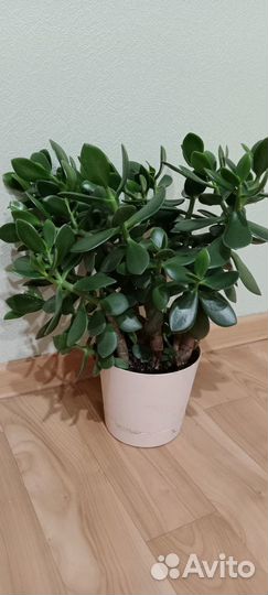 Денежное дерево, щучий хвост, каланхоэ