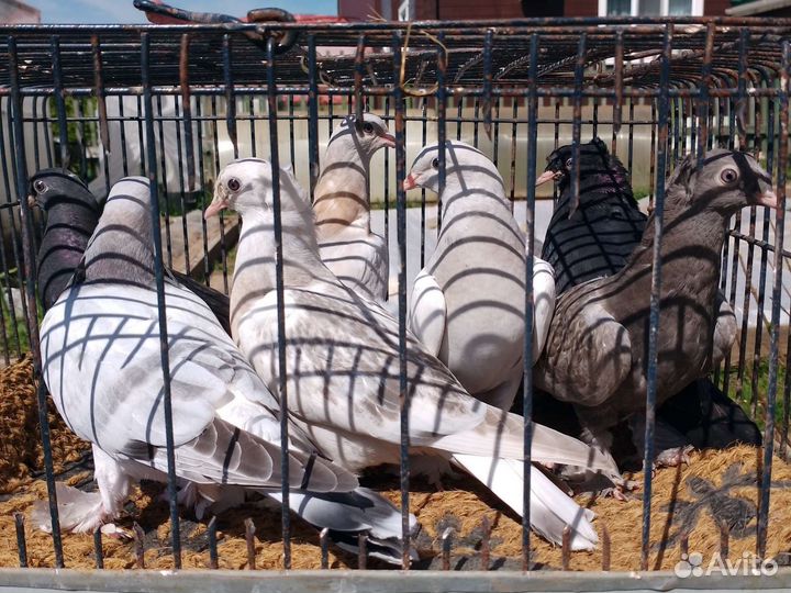 Продажа голубей турецкая такла