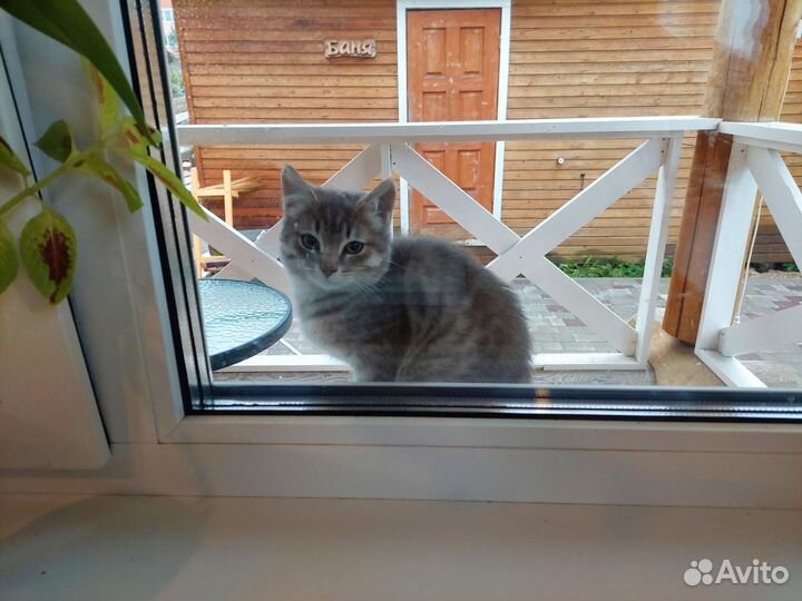 Котята ищут дом