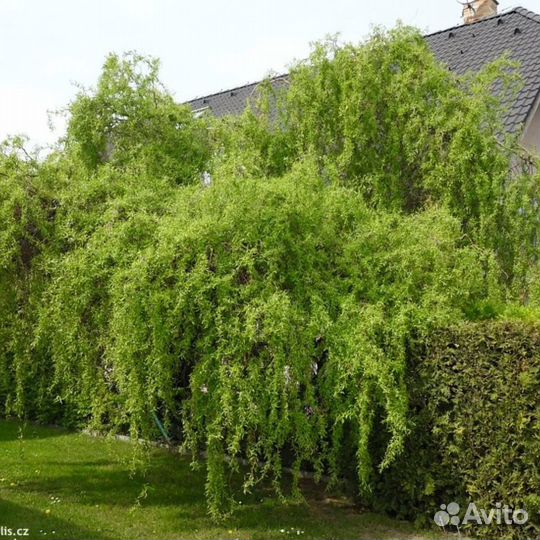 Ива извилистая Свердловская, форзиция Голден Таймс