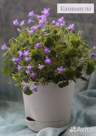 Детки кампанул