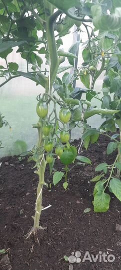 Рассада овощей