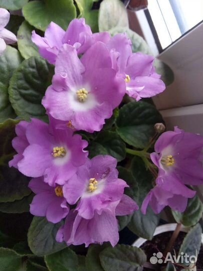 Сортовые фиалки