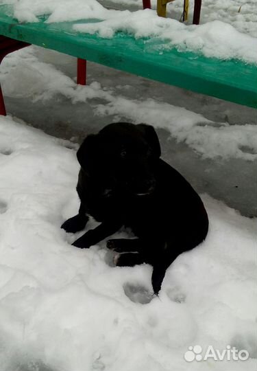 Щенок, девочка, в добрые руки