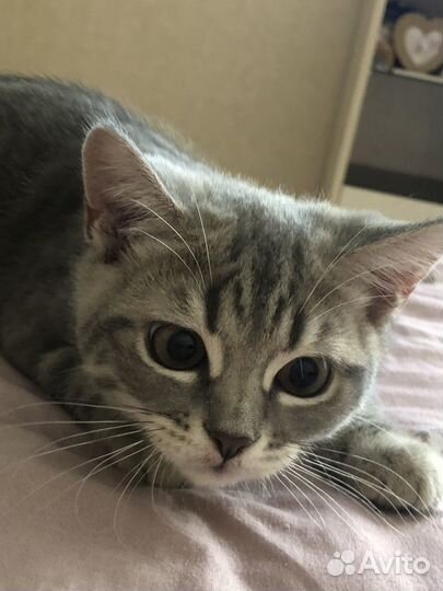 Шотландские котята. Остался 1 малыш