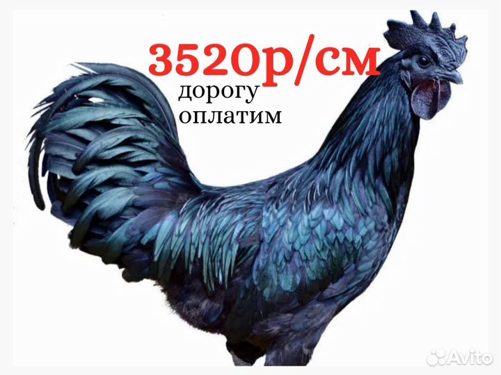 Вахта 15/25 Старый Оскол Мойщик птицефабрика