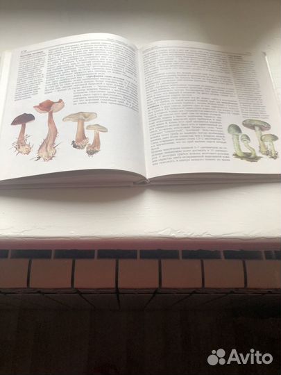 Книга-справочник Грибы-250 видов