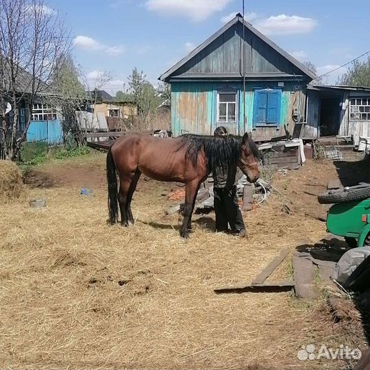 Жеребец орловский рысак