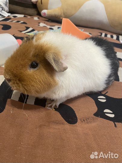 Морская свинка американский тедди
