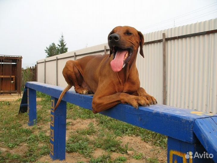 Дрессировка и воспитание собак