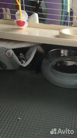 Хорек девочка