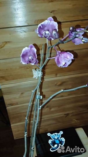 Орхидея фаленопсис Каменная роза