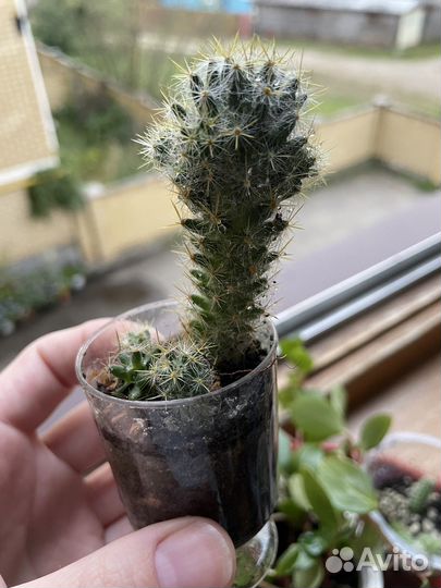 Кактусы и суккуленты