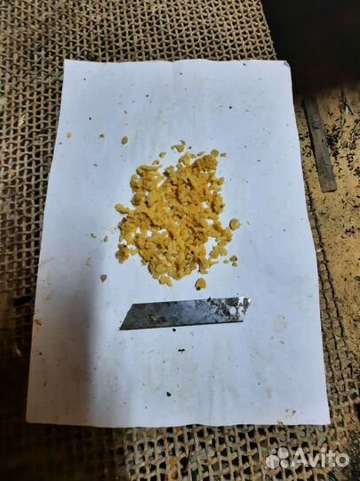 Яйцо, личинки, черной львинки