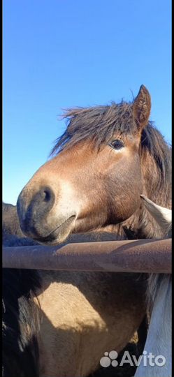 Продам лошадь