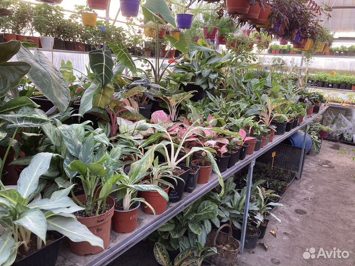 Арека, хамедорея, пальмы из питомника растений