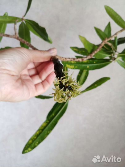 Кодиеум кротон голд фингер