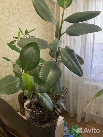 Комнатные растения