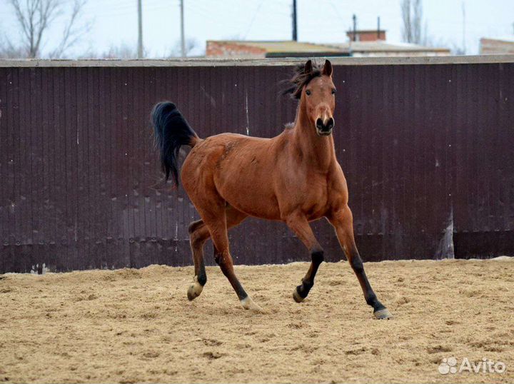 Арабские кобылы
