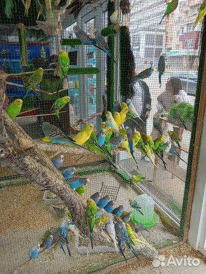 Волнистый попугай